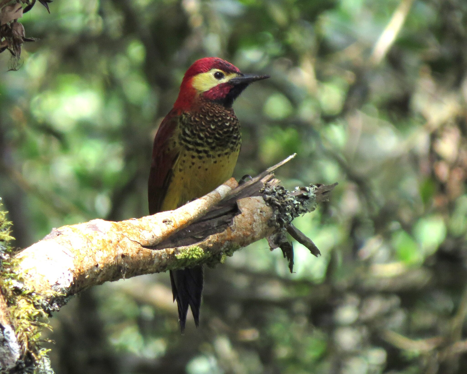 image Crimson-mantled Woodpecker